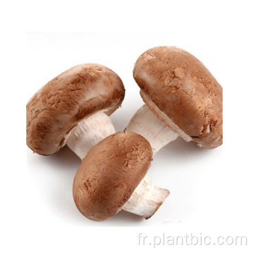 Complément de santé Extrait de champignon AHCC Poudre de qualité alimentaire